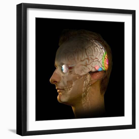 Brain And Vision, Artwork-Henning Dalhoff-Framed Premium Photographic Print