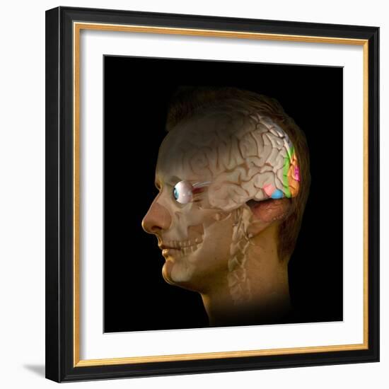 Brain And Vision, Artwork-Henning Dalhoff-Framed Premium Photographic Print