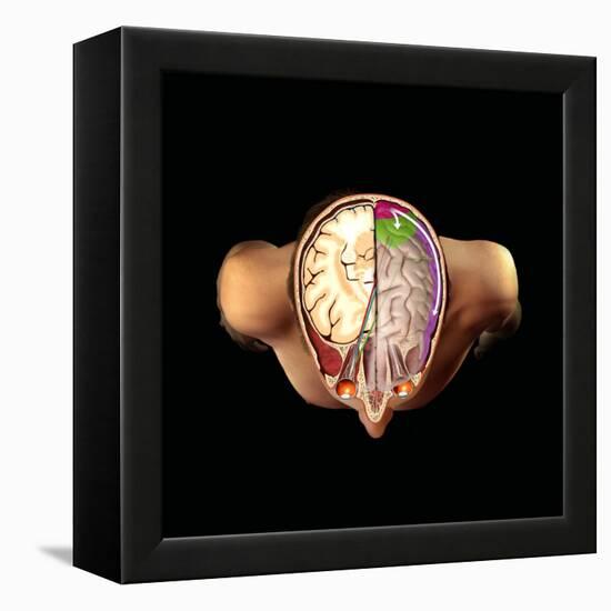 Brain And Vision, Artwork-Henning Dalhoff-Framed Premier Image Canvas