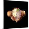 Brain And Vision, Artwork-Henning Dalhoff-Mounted Premium Photographic Print