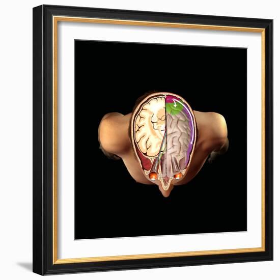 Brain And Vision, Artwork-Henning Dalhoff-Framed Premium Photographic Print