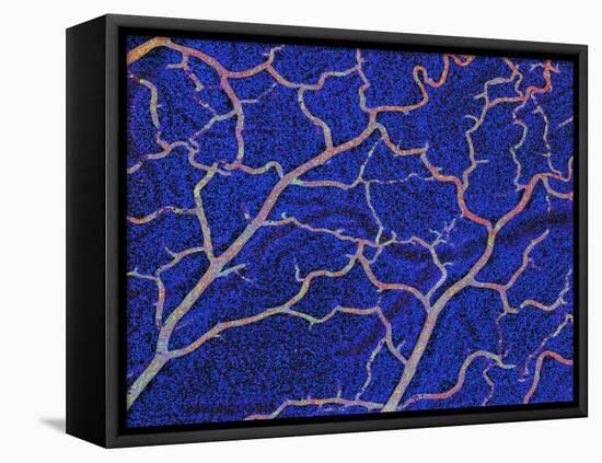 Brain Blood Supply, Confocal Micrograph-Thomas Deerinck-Framed Premier Image Canvas