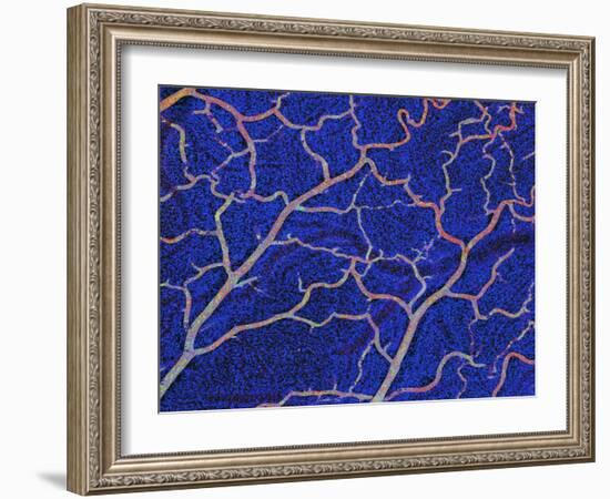 Brain Blood Supply, Confocal Micrograph-Thomas Deerinck-Framed Photographic Print