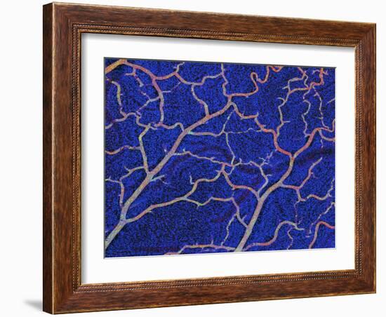 Brain Blood Supply, Confocal Micrograph-Thomas Deerinck-Framed Photographic Print