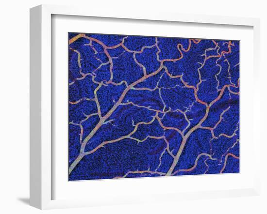 Brain Blood Supply, Confocal Micrograph-Thomas Deerinck-Framed Photographic Print