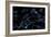 Brain cells with electrical firing of neurons.-Bruce Rolff-Framed Premium Giclee Print