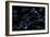 Brain cells with electrical firing of neurons.-Bruce Rolff-Framed Premium Giclee Print