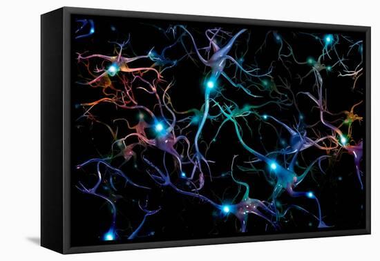 Brain cells with glowing nodes of colorful neurons.-Bruce Rolff-Framed Stretched Canvas