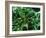 Brain Cells-Nancy Kedersha-Framed Photographic Print