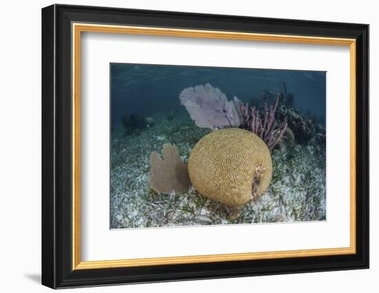 Brain Coral and Gorgonians Grow Off Turneffe Atoll in Belize-Stocktrek Images-Framed Photographic Print