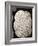 Brain Coral, Artwork-Mehau Kulyk-Framed Photographic Print