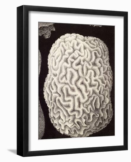 Brain Coral, Artwork-Mehau Kulyk-Framed Photographic Print