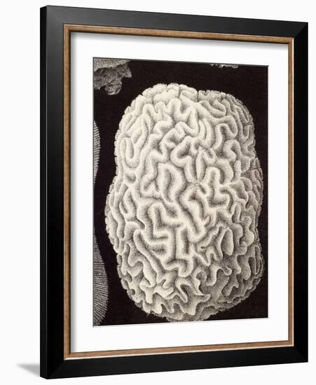 Brain Coral, Artwork-Mehau Kulyk-Framed Photographic Print