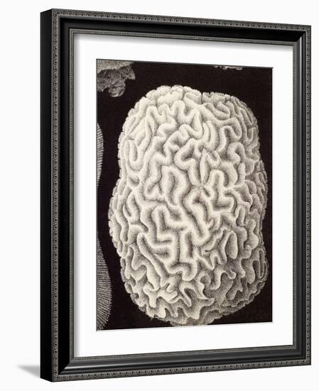 Brain Coral, Artwork-Mehau Kulyk-Framed Photographic Print