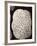 Brain Coral, Artwork-Mehau Kulyk-Framed Photographic Print