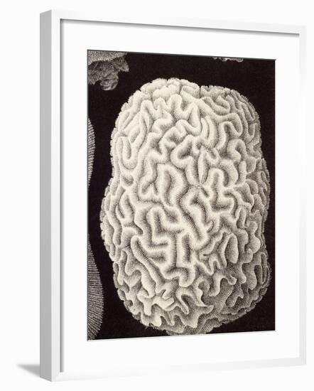 Brain Coral, Artwork-Mehau Kulyk-Framed Photographic Print