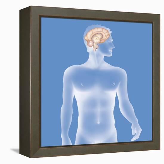 Brain, Drawing-Caroline Arquevaux-Framed Premier Image Canvas