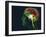 Brain Food, Conceptual Image-SMETEK-Framed Photographic Print