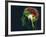 Brain Food, Conceptual Image-SMETEK-Framed Photographic Print