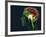 Brain Food, Conceptual Image-SMETEK-Framed Photographic Print