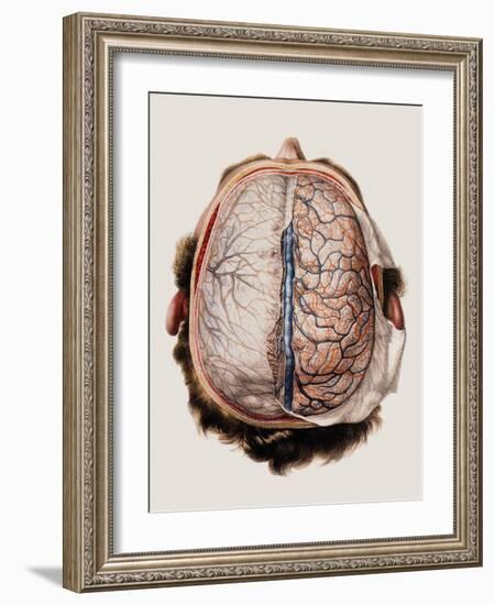 Brain Meninges-Mehau Kulyk-Framed Photographic Print