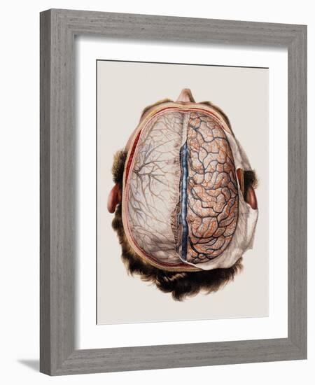 Brain Meninges-Mehau Kulyk-Framed Photographic Print
