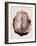 Brain Meninges-Mehau Kulyk-Framed Photographic Print