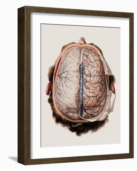 Brain Meninges-Mehau Kulyk-Framed Photographic Print