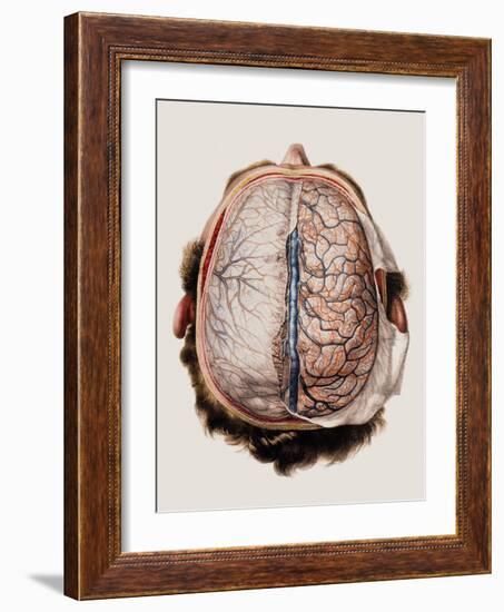 Brain Meninges-Mehau Kulyk-Framed Photographic Print