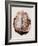 Brain Meninges-Mehau Kulyk-Framed Photographic Print