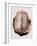 Brain Meninges-Mehau Kulyk-Framed Photographic Print