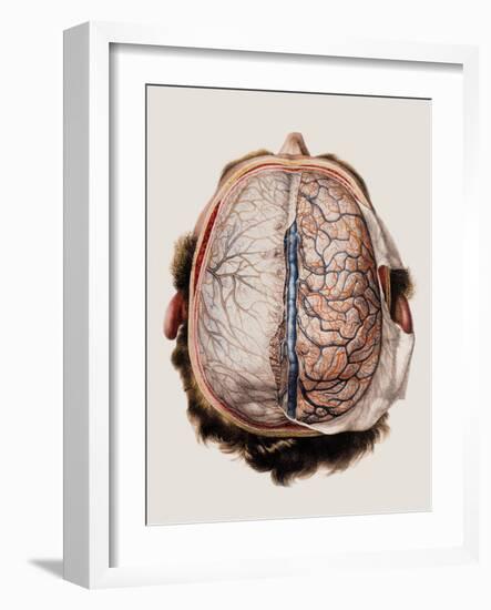 Brain Meninges-Mehau Kulyk-Framed Photographic Print