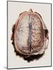 Brain Meninges-Mehau Kulyk-Mounted Photographic Print