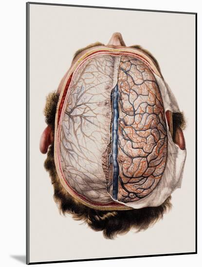 Brain Meninges-Mehau Kulyk-Mounted Photographic Print
