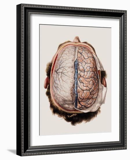 Brain Meninges-Mehau Kulyk-Framed Photographic Print