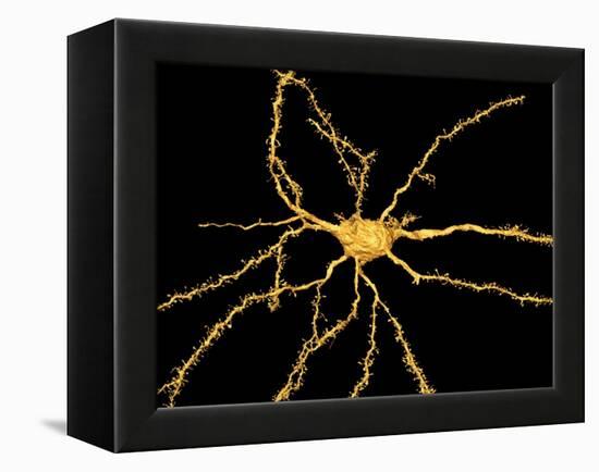 Brain Neuron-Thomas Deerinck-Framed Premier Image Canvas