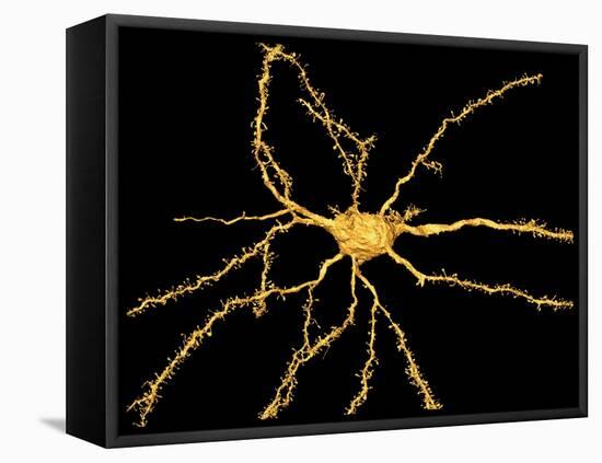 Brain Neuron-Thomas Deerinck-Framed Premier Image Canvas