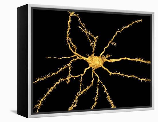 Brain Neuron-Thomas Deerinck-Framed Premier Image Canvas