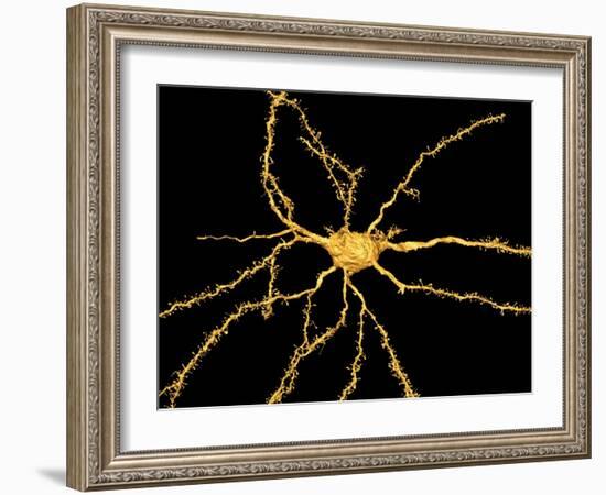 Brain Neuron-Thomas Deerinck-Framed Photographic Print