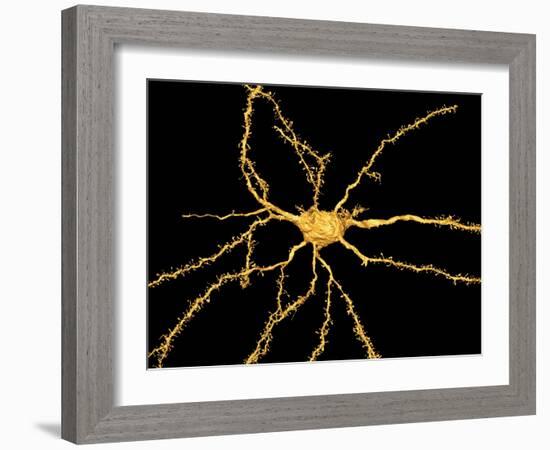 Brain Neuron-Thomas Deerinck-Framed Photographic Print