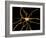 Brain Neuron-Thomas Deerinck-Framed Photographic Print