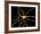 Brain Neuron-Thomas Deerinck-Framed Photographic Print