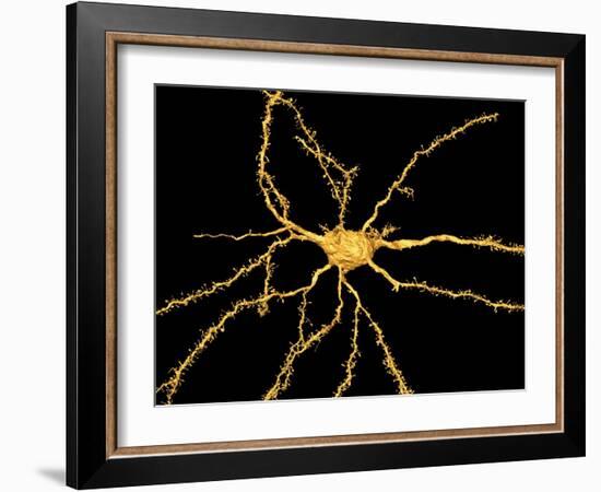 Brain Neuron-Thomas Deerinck-Framed Photographic Print