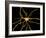 Brain Neuron-Thomas Deerinck-Framed Photographic Print