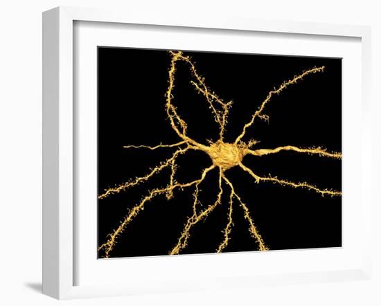 Brain Neuron-Thomas Deerinck-Framed Photographic Print