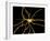 Brain Neuron-Thomas Deerinck-Framed Photographic Print