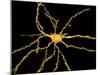 Brain Neuron-Thomas Deerinck-Mounted Photographic Print