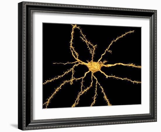 Brain Neuron-Thomas Deerinck-Framed Photographic Print