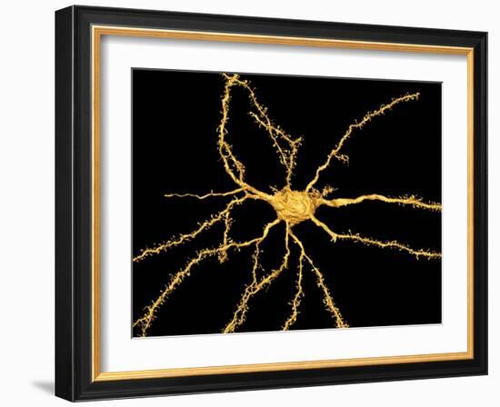 Brain Neuron-Thomas Deerinck-Framed Photographic Print