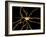 Brain Neuron-Thomas Deerinck-Framed Photographic Print